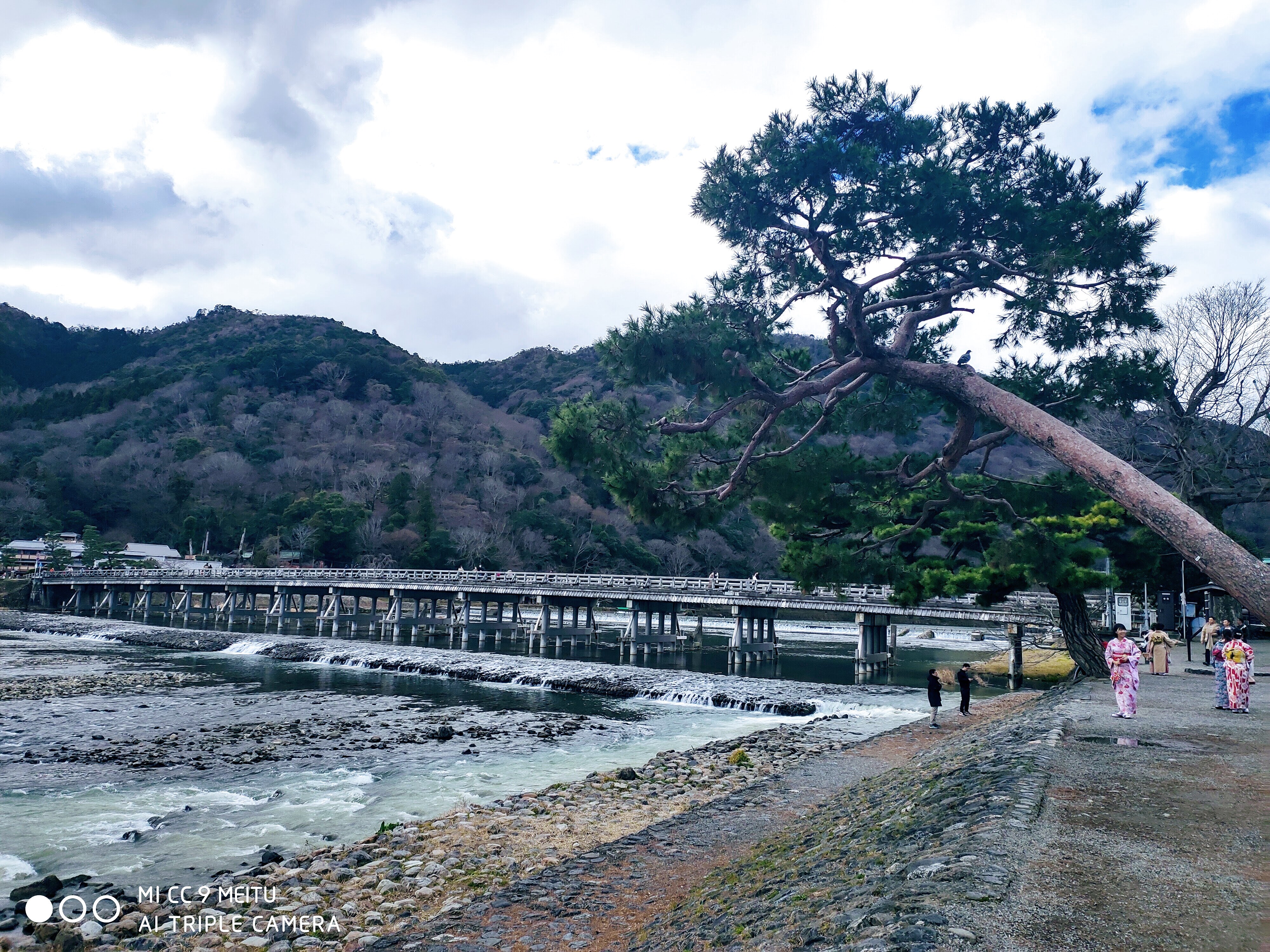 北岸的松树