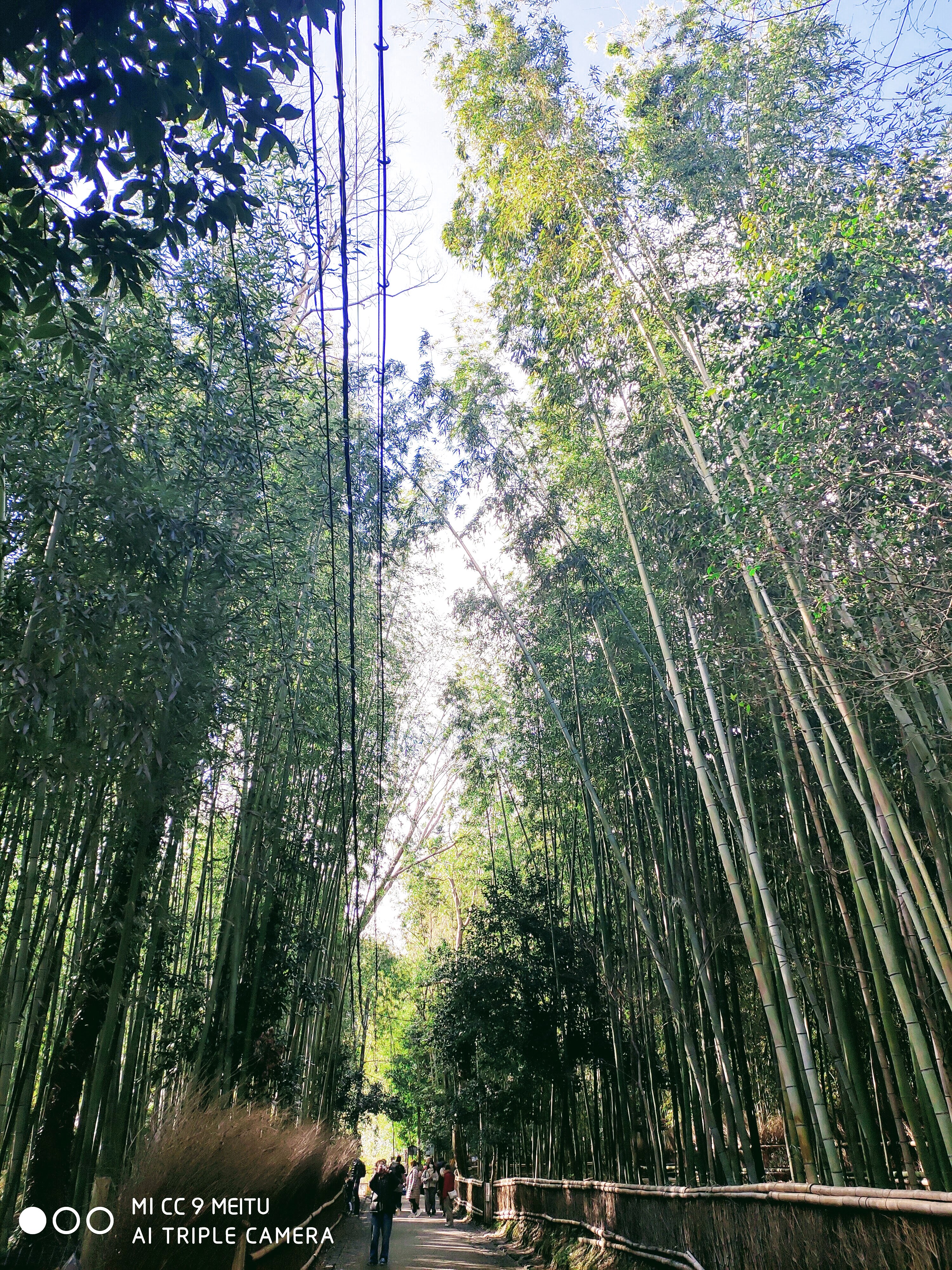 嵯峨野竹林
